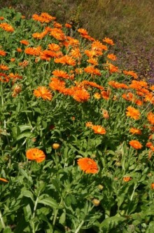 Кемь-Соловецкие острова и обратно