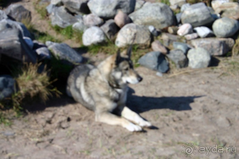 Заснули на берегу моря, а собачка пришла к нам и охраняла наш сон.
