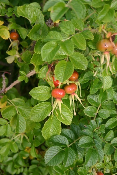 Кемь-Соловецкие острова и обратно