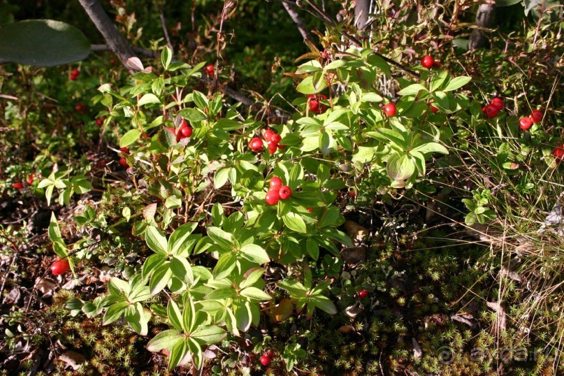 Кемь-Соловецкие острова и обратно