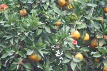 Поселок Афитос