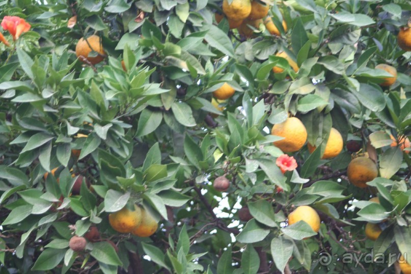 Поселок Афитос