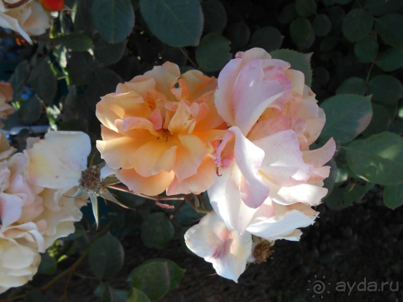 Ллорет де мар