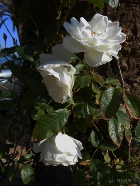 Ллорет де мар