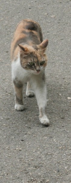 Ривьера, Болгария