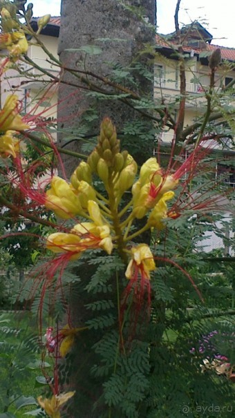 фото Святого Власа