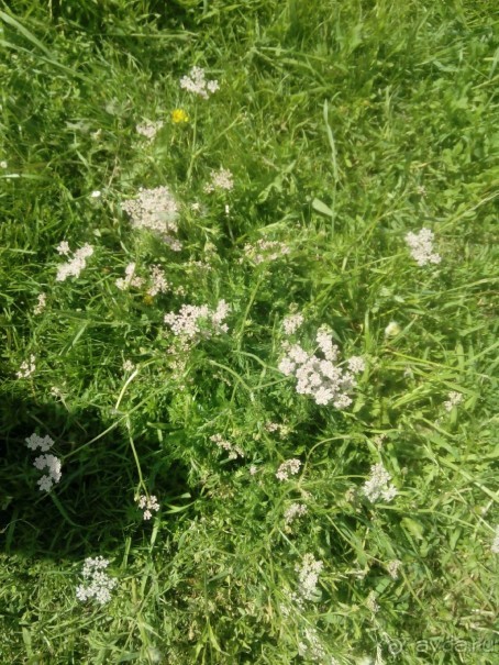 Времена и эпохи - ежегодный фестиваль в Коломенском. Времена и эпохи - ежегодный фестиваль в Коломенском.