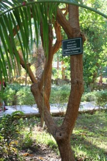 в Ботаническом Саду