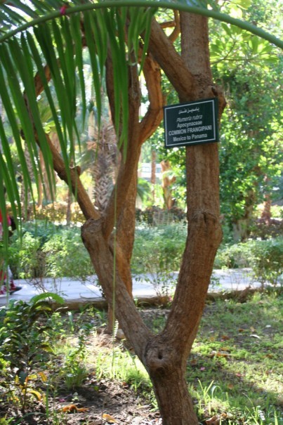 в Ботаническом Саду