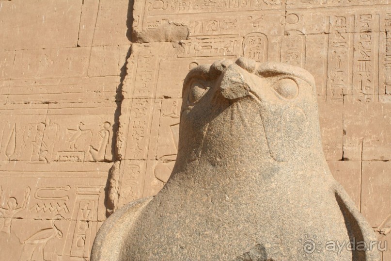 орел ты, Соколов