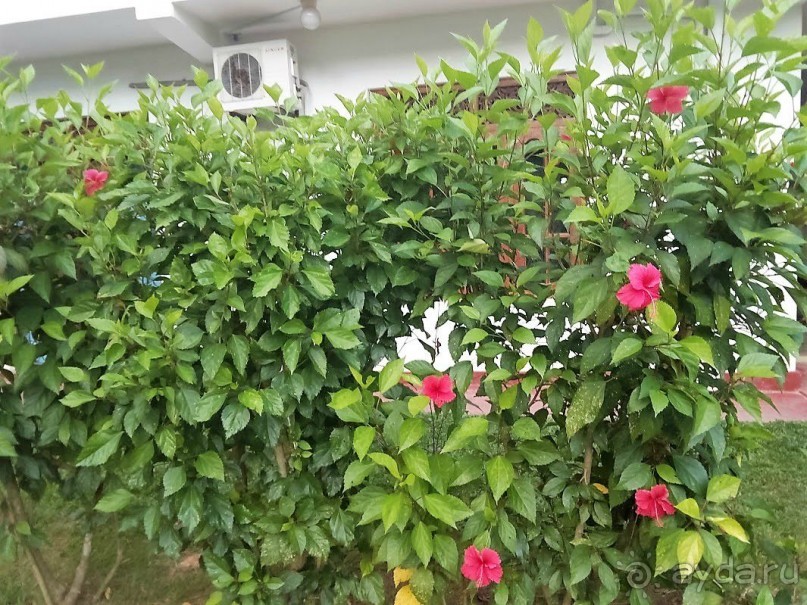 Unawatuna apartments - Шри-Ланка