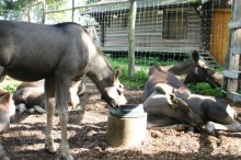 Швеция в миниатюре