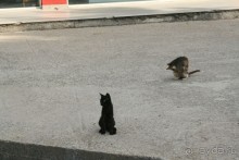 Поселок Ахарави на острове Корфу