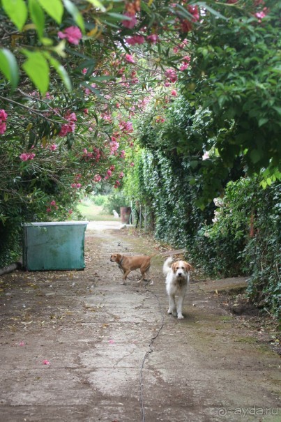 Уютный дом последней графини Закинтоса