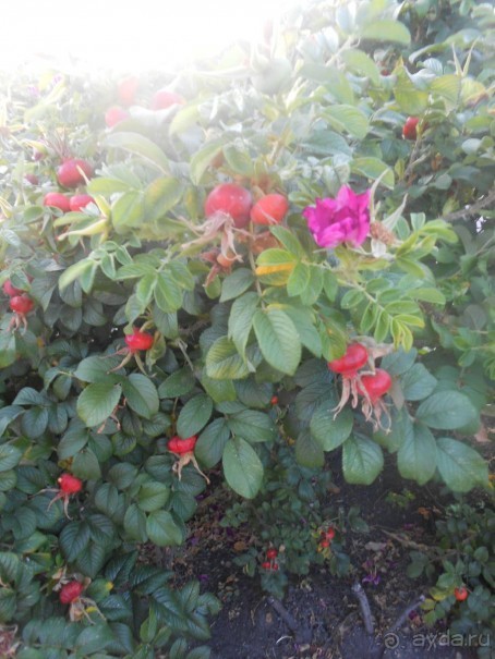 Великая пустошь