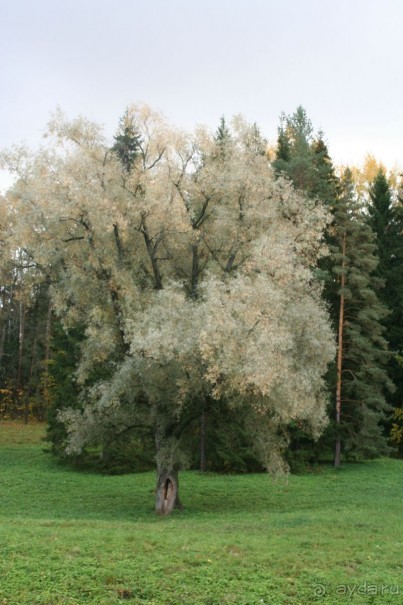 Павловск осенний