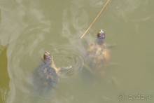 Club SALUT!-Nostos Mare 4