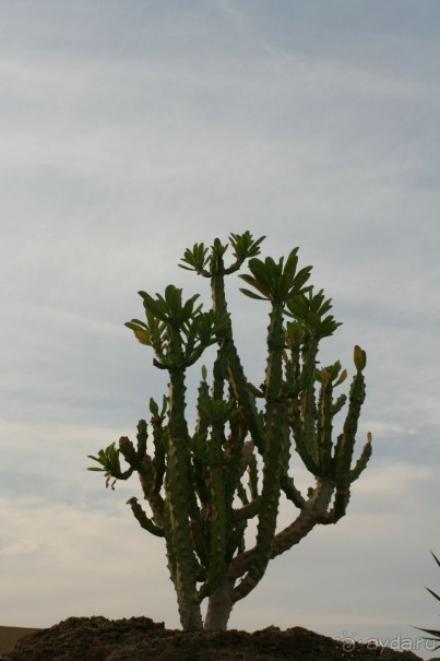 фото The Three Corners Fayrouz Plaza Beach Resort