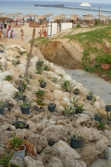 фото The Three Corners Fayrouz Plaza Beach Resort