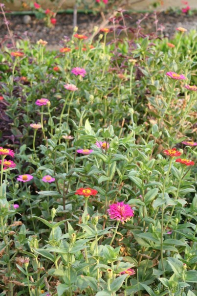 фото The Three Corners Fayrouz Plaza Beach Resort