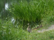 Прогулки по парку