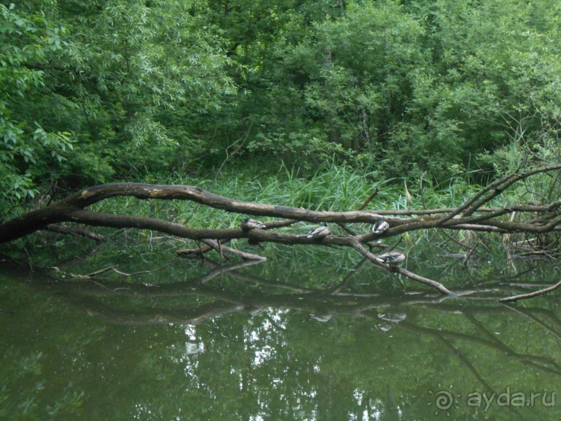 Прогулки по парку