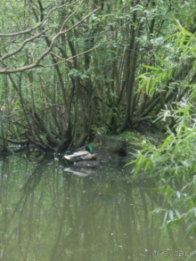 Прогулки по парку