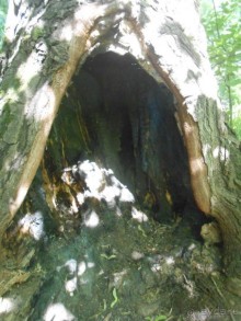 Прогулки по парку