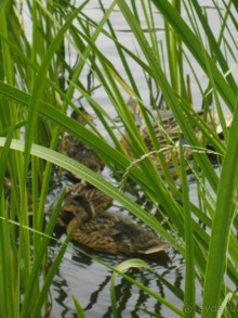 Прогулки по парку