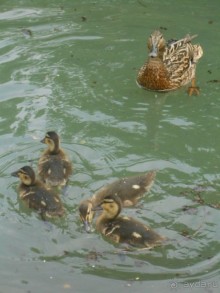 Прогулки по парку