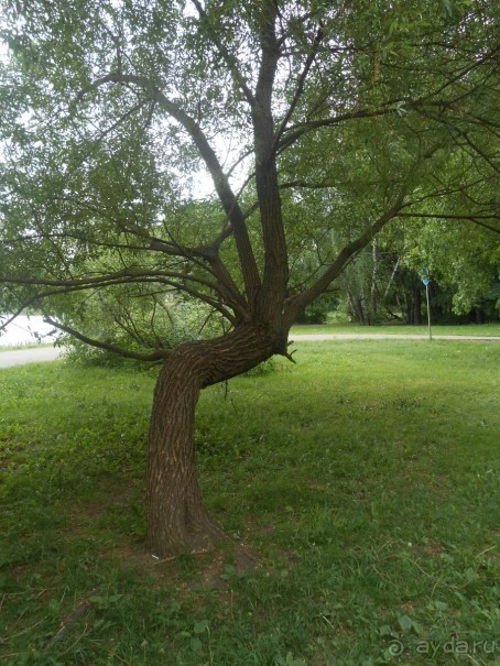 Прогулки по парку