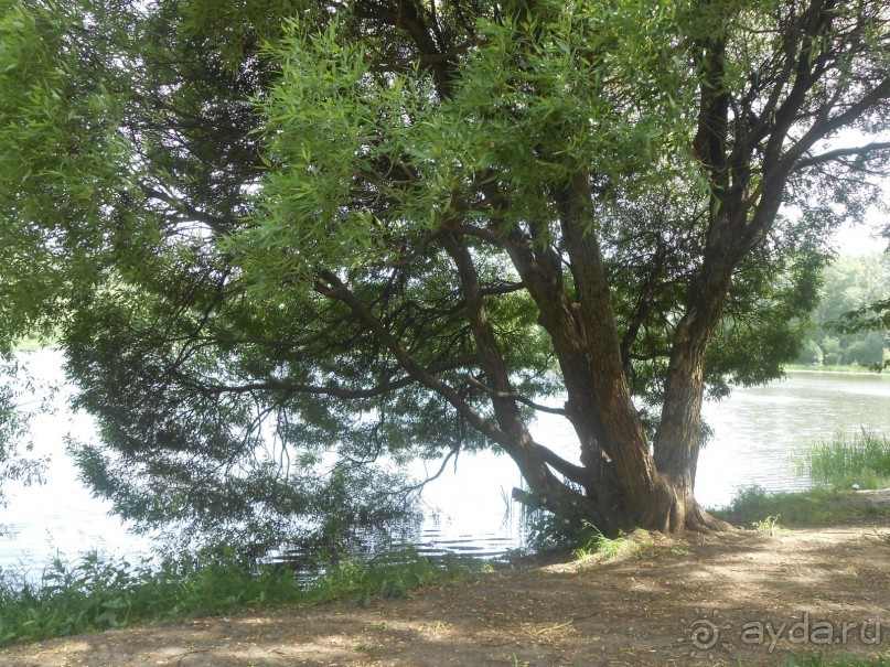 Прогулки по парку