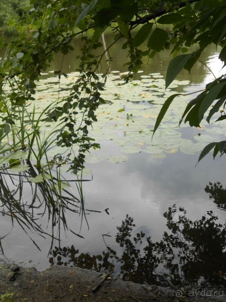 Прогулки по парку