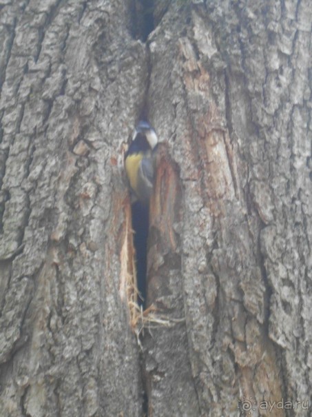 Прогулки по парку