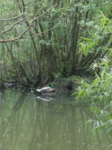 Прогулки по парку