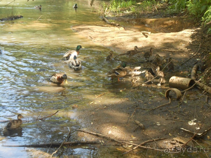 Прогулки по парку