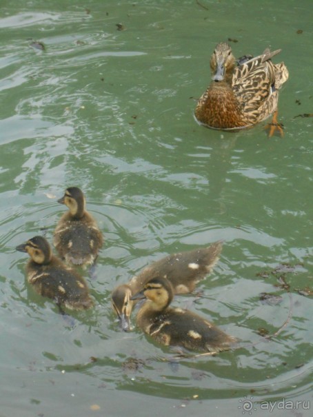 Прогулки по парку