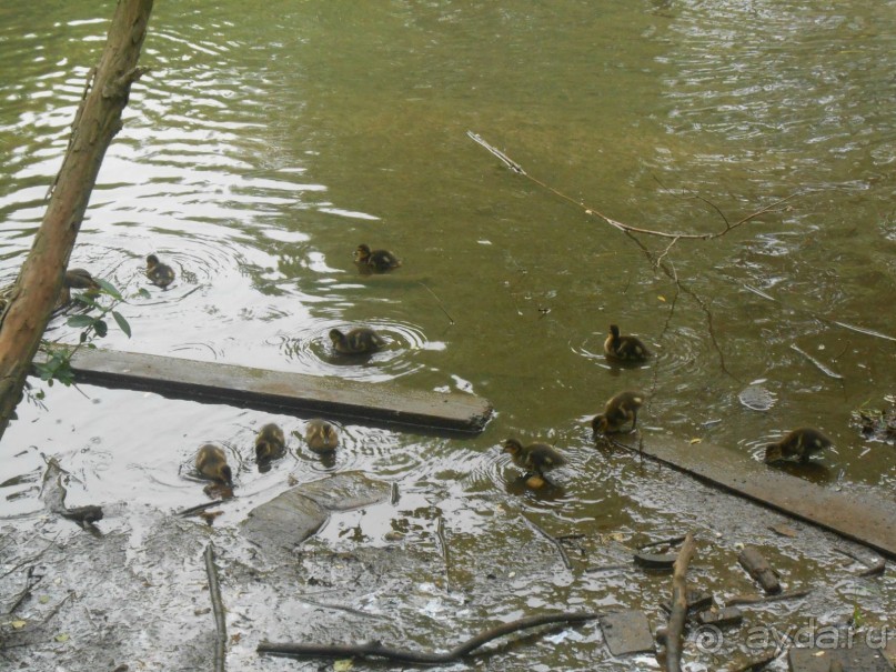 Прогулки по парку