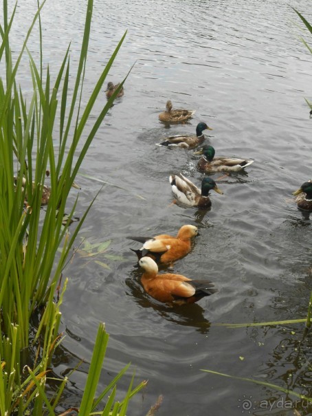 Прогулки по парку