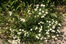 Каламбака и Метеоры.