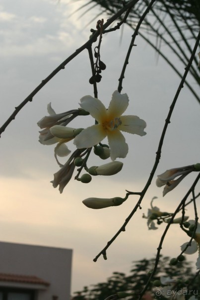 фото Pharaoh Azur Resort 