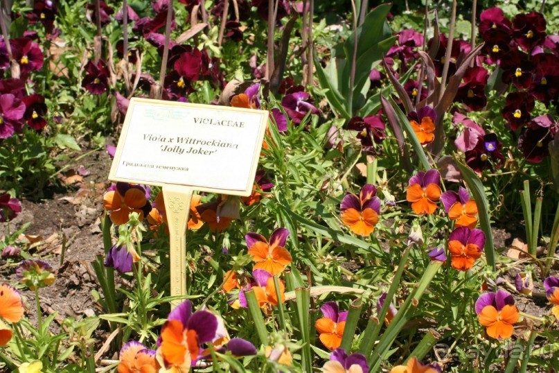 ислам и христианство в саду королевы Марии