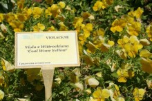 ислам и христианство в саду королевы Марии