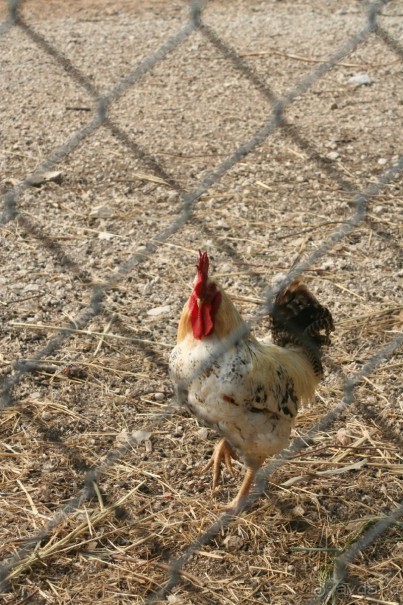 немного о Gellina Village 