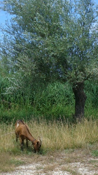 немного о Gellina Village 