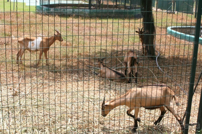 немного о Gellina Village 