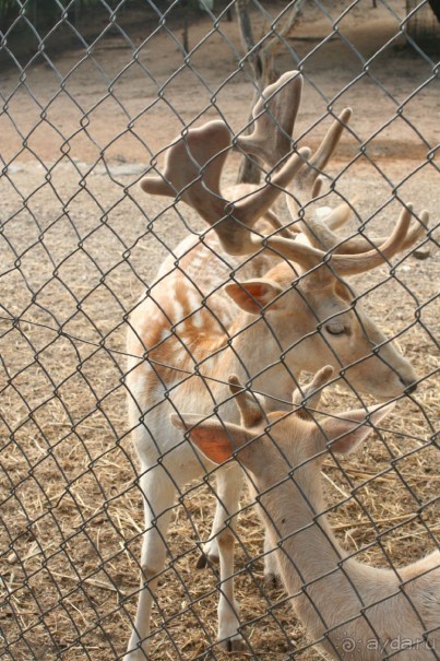 немного о Gellina Village 