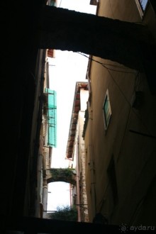 Сосновая шишка