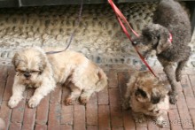 Сосновая шишка