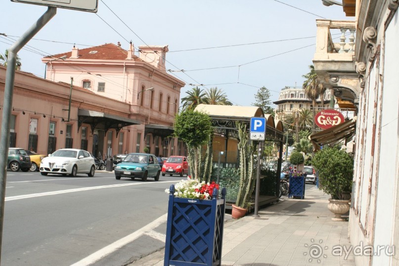 Сосновая шишка